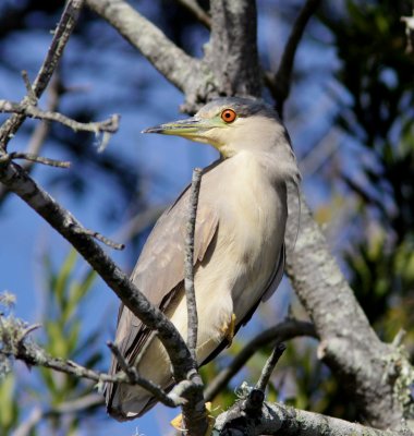 Black-crowned Night Heron at Antonelli's Pond.JPG