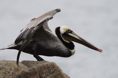 Brown Pelicon at Pacific Grove.JPG