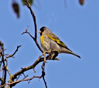 Lawrence's Goldfinch on Gloria Road.JPG
