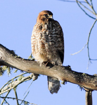 Red-shouldered Hawk in Davenport.JPG