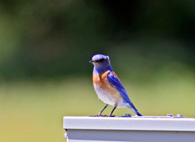 Western Bluebird at Gloria Road.JPG