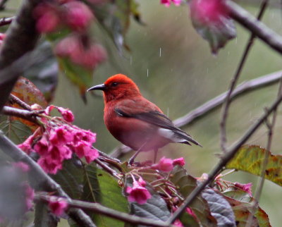 Kauai Birds, February 2010