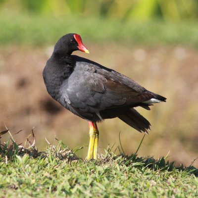 Common Moorhen  on Kauai.JPG