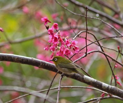 Japanese White-Eye.JPG