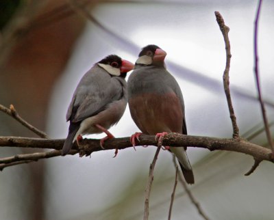 Java Finches on Kauai.JPG