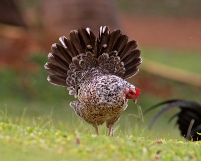 Red Junglefowl-Hen on Kauai.JPG