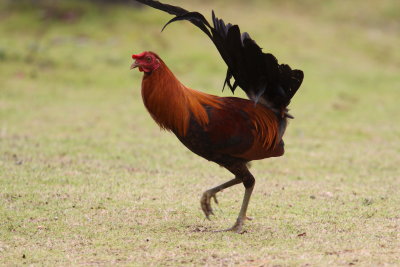 Red Junglefowl-Rooster on Kauai.JPG