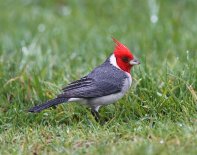 Red-crested Cardinal on Kauai 3.JPG