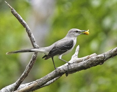 Tropical Mockingbird in Oaxaca Mexico.jpg