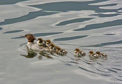 Common Mergansers-Storm Bay BC.jpg