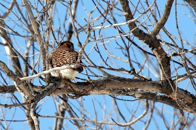 Uncooperative Kestrel