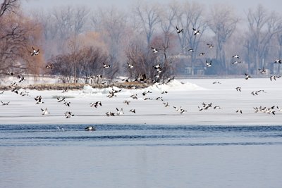 Flock to the Lake