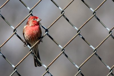 On the Fence