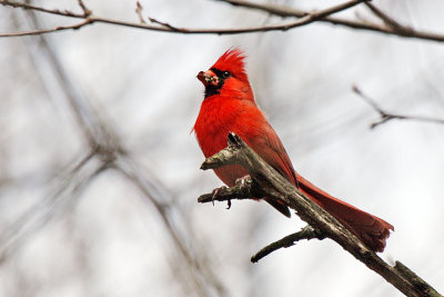 The Red Rocker of the bird world