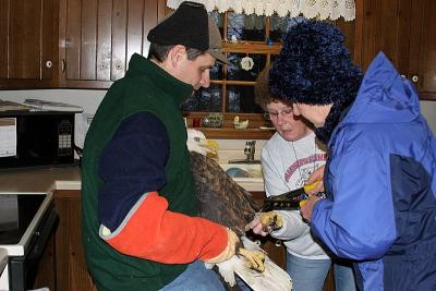 Volunteer Barbara Jeffers prepares to band her first bald eagle.
