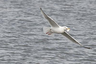 Herring Gull, Winneconne WI