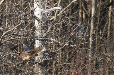 Male & Female Northern Harrier Hawk - Cutoff Road New London WI