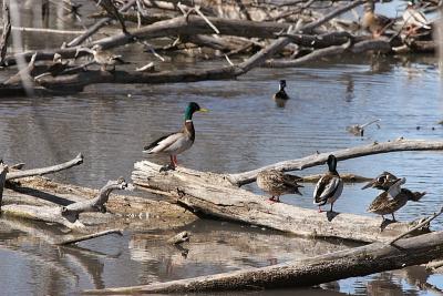 Mallards - Hwy 45 bypass, New London WI