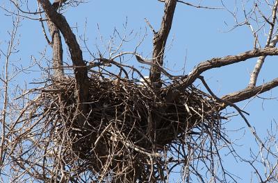 Nesting Bald Eagle - If you look at the larger pic you can see a little bird down in the front of the nest - Menasha WI