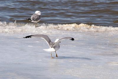 Ring Billed Gull