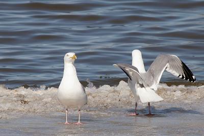 Herring Gulls - Fun facts from Fisher: Herring Gulls have pink legs and feet, Ring Bills have yellow legs and feet.