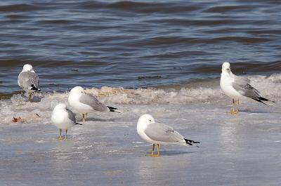 Ring Billed Gulls - Friendship Trestle Trail, Menasha WI