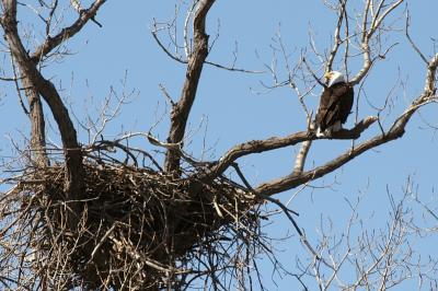 The pair will generally use the same nest every year, but add to it every year.