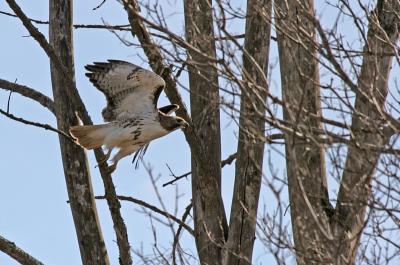 Redtail Hawk - Greenville WI