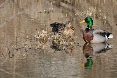 Mallard Ducks - North Rd Greenville WI