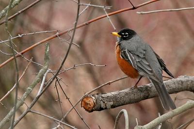 Robin, Memorial Park, New London WI