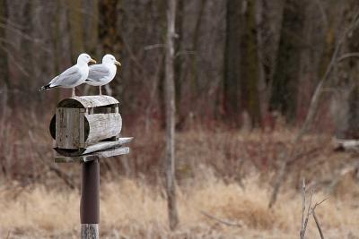 Herring Gulls, Memorial Park New London, WI