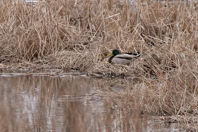 Mallards nesting, Hwy 45 Bypass New London WI