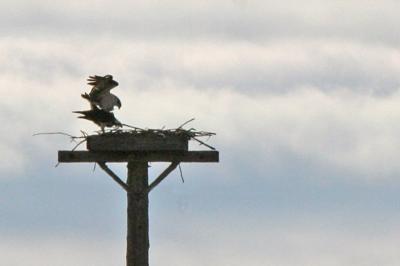 Osprey Watch - FW Site