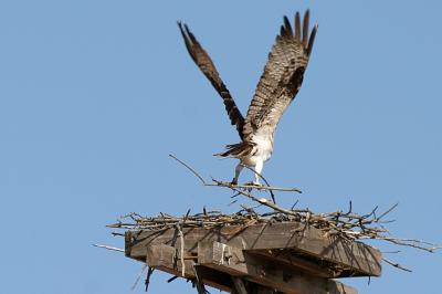 When we got back there, the female was on the nest and took off. It looks like a branch hooked on her foot as she left.