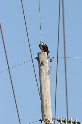 Just to give you an idea of what these birds have to deal with. Power lines around the nest area.