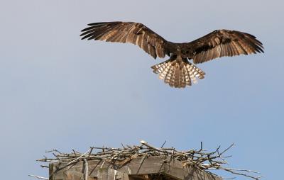 Then the female came back to the nest. Check out these wings..they can have a wingspan up to 6 ft.
