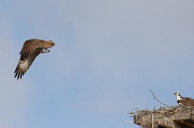 With the female in the nest the male came back with the fish.