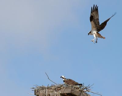 Okay, he gets ready to try a second time. It was unreal how long he hovered in that same spot.