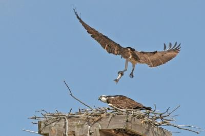 And he still wouldn't drop it.  A good shot of his legs which shows he is not banded either.