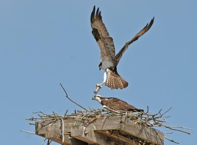 Osprey Watch - FW Site