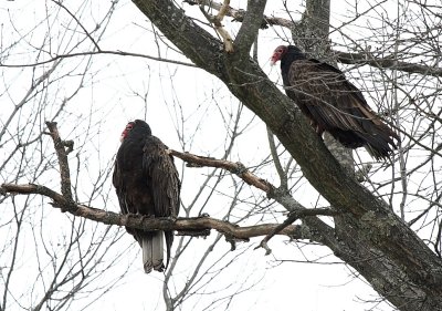 Turkey Vultures