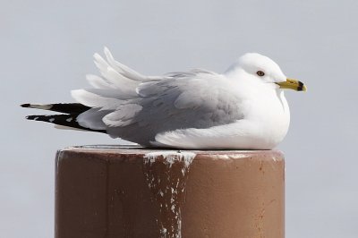 Gull-iver, resting from his Travels.............