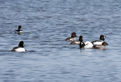 Common Goldeneyes