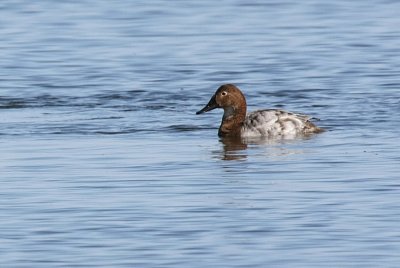 Female Canvasback 