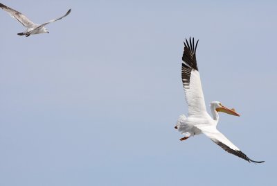 In hot pursuit