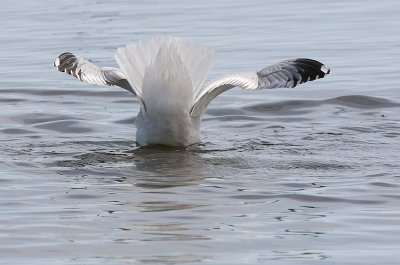 Gull-darn it, I dropped it