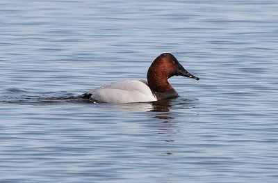 Male Canvasback duck