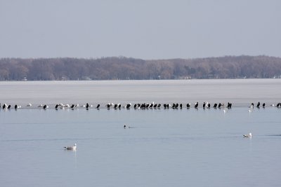 Double-crested cormorants