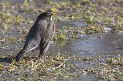 Rockin' Robin