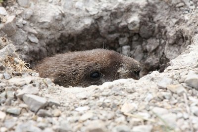 30 days in the hole